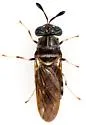 Hermetia subpellucida