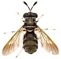 Hermetia subpellucida - photo 2