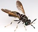 Hermetia subpellucida - photo 4