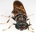 Hermetia subpellucida - photo 5