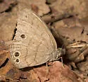 Intricate Satyr - Hodges#4574.1