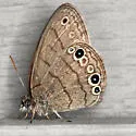 Intricate Satyr - Hodges#4574.1 - photo 2
