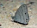Intricate Satyr - Hodges#4574.1 - photo 3