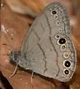 Intricate Satyr - Hodges#4574.1 - photo 4