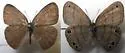 Intricate Satyr - Hodges#4574.1 - photo 5