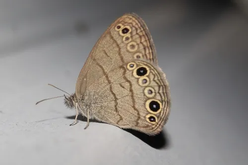 Carolina Satyr - Hodges#4575
