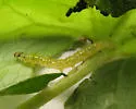 Serpentine Webworm - Hodges#5280