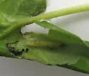 Serpentine Webworm - Hodges#5280 - photo 2