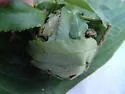Serpentine Webworm - Hodges#5280 - photo 3