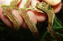 Serpentine Webworm - Hodges#5280 - photo 4