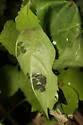 Serpentine Webworm - Hodges#5280 - photo 5