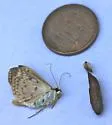 Herpetogramma aquilonalis - Hodges#5277.1
