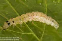 Herpetogramma aquilonalis - Hodges#5277.1 - photo 2