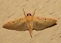 Two-spotted Herpetogramma - Hodges#5272