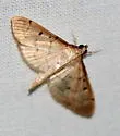 Two-spotted Herpetogramma - Hodges#5272 - photo 2