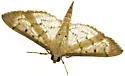 Two-spotted Herpetogramma - Hodges#5272 - photo 3