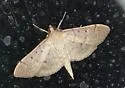 Two-spotted Herpetogramma - Hodges#5272 - photo 4