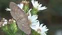 Two-spotted Herpetogramma - Hodges#5272 - photo 5