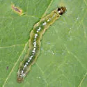 Greater Sweet Potato Webworm Moth - Hodges#5244