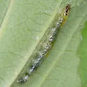 Greater Sweet Potato Webworm Moth - Hodges#5244 - photo 2