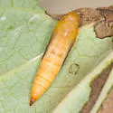 Greater Sweet Potato Webworm Moth - Hodges#5244 - photo 3