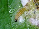 Greater Sweet Potato Webworm Moth - Hodges#5244 - photo 4