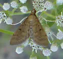 Dusky Herpetogramma - Hodges#5274 - photo 2