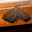 Dusky Herpetogramma - Hodges#5274 - photo 3