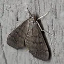 Dusky Herpetogramma - Hodges#5274 - photo 4