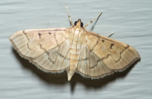 Herpetogramma theseusalis - Hodges#5279
