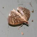 Zigzag Herpetogramma - Hodges#5277 - Herpetogramma thestealis
