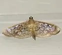 Zigzag Herpetogramma - Hodges#5277 - photo 2