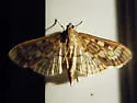 Zigzag Herpetogramma - Hodges#5277 - photo 3