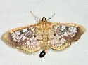 Zigzag Herpetogramma - Hodges#5277 - photo 4