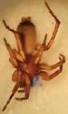 Herpyllus bubulcus