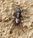 Herpyllus cockerelli