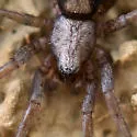 Herpyllus cockerelli - photo 2