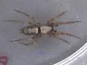 Herpyllus cockerelli - photo 3