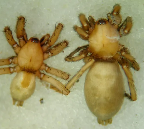 Herpyllus hesperolus - photo 2