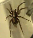 Western Parson Spider