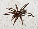 Western Parson Spider - photo 2
