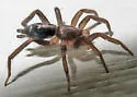Western Parson Spider - photo 3