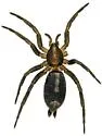 Western Parson Spider - photo 4
