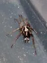 Western Parson Spider - photo 5