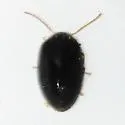 Herthania obscura - photo 2