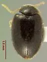 Herthania obscura - photo 3