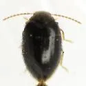 Herthania obscura - photo 4