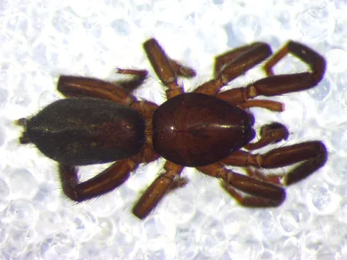 Heser nilicola - photo 3