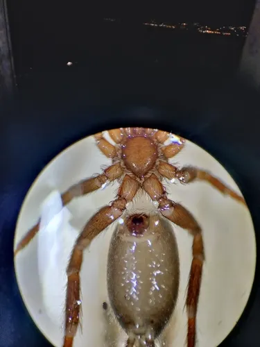 Heser nilicola - photo 4