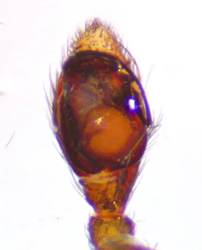 Heser nilicola - photo 5